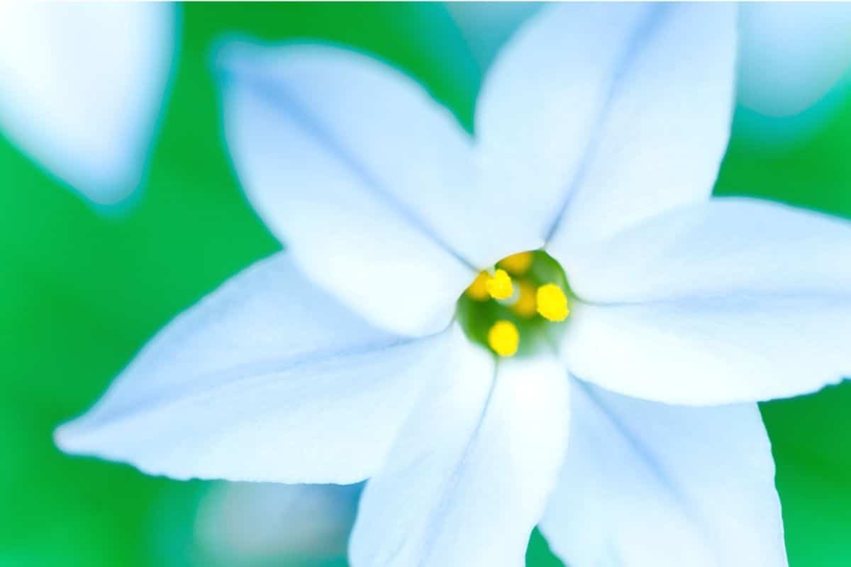 Einblütiger Frühlingsstern - Ipheion uniflorum