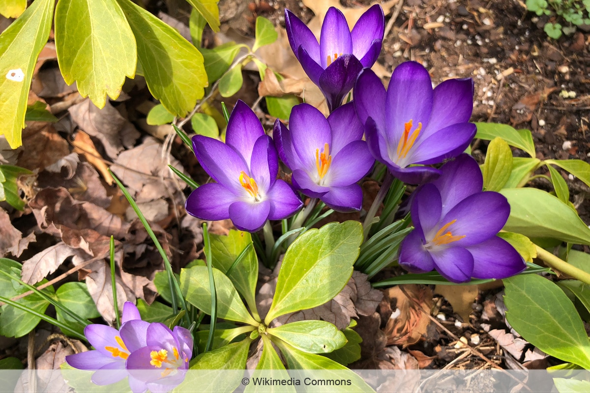 Lila Frühblüher - Elfen-Krokus 'Ruby Giant'