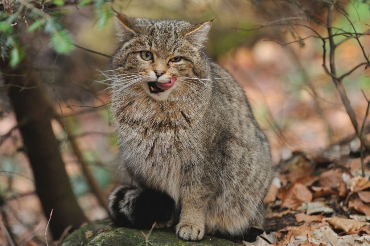 Europäische Wildkatze - Felis sylvestris