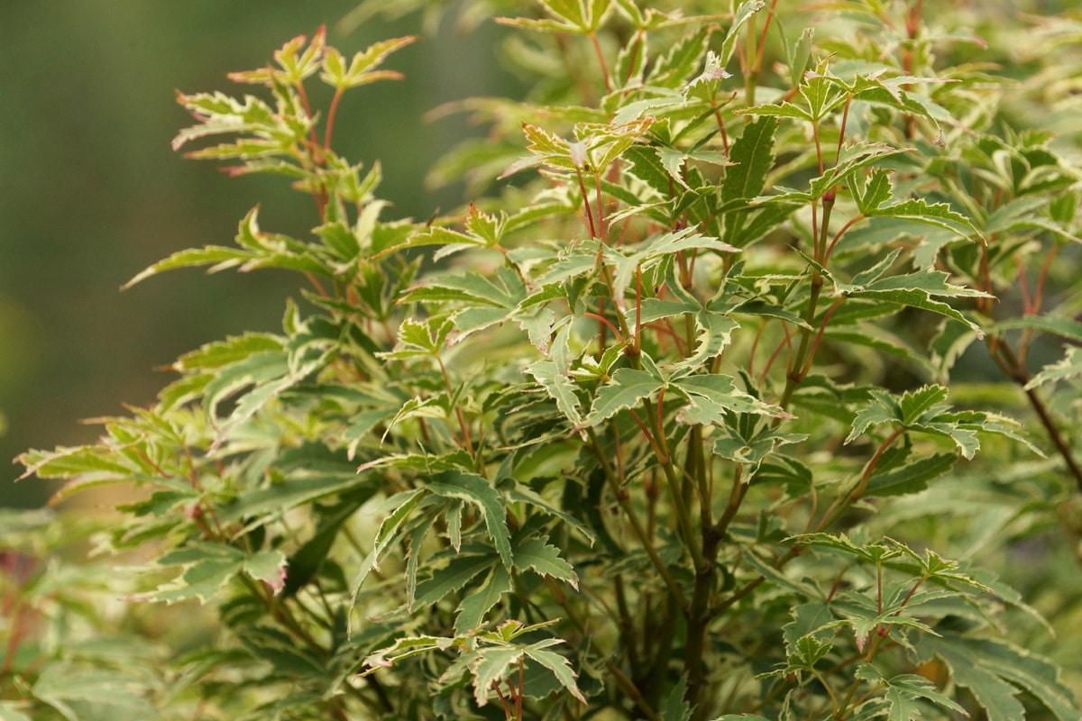 Fächerahorn - Acer palmatum