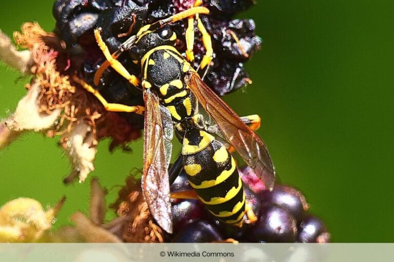 Wespenkönigin erkennen: wie sieht sie aus? - Gartenrat.de