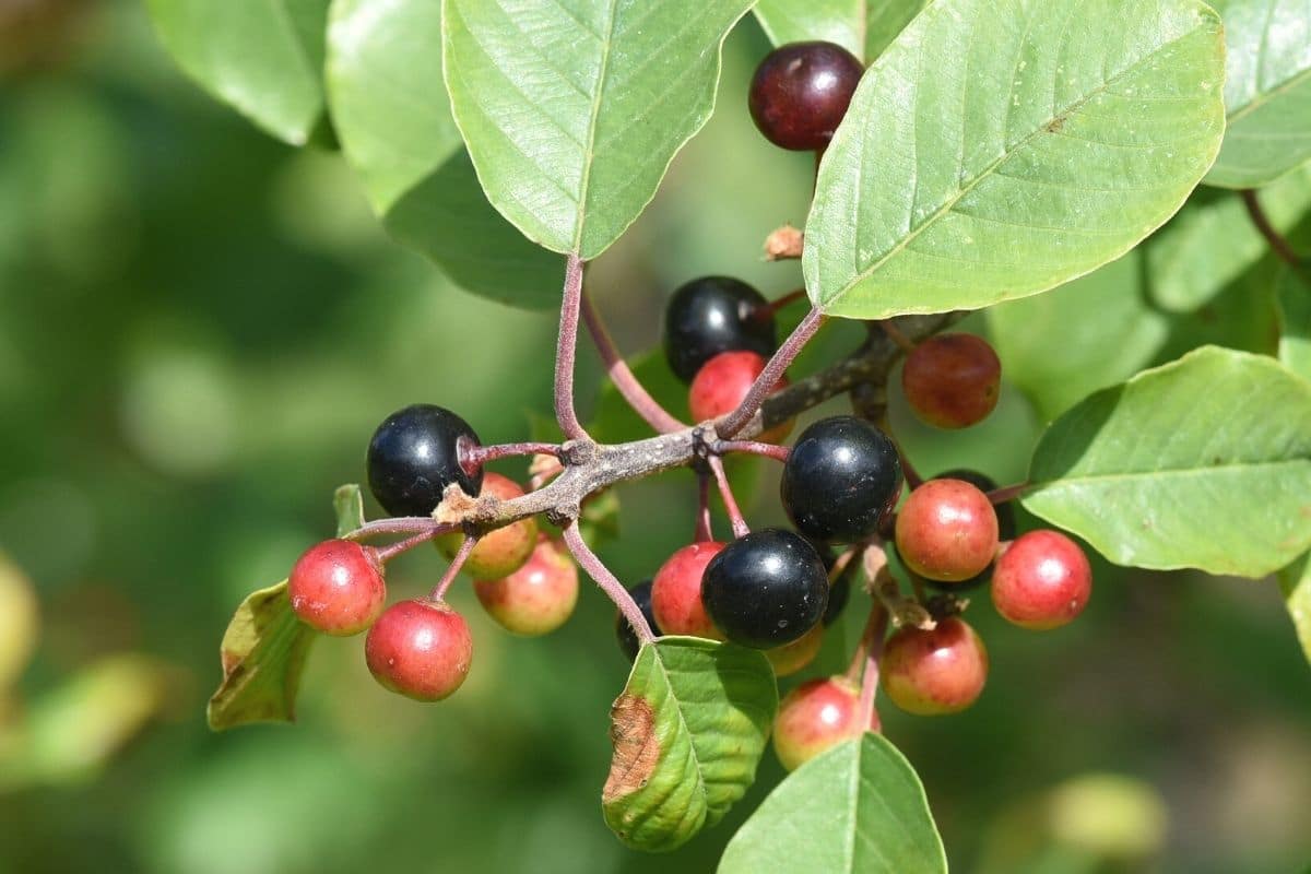 Faulbaum - Rhamnus frangula