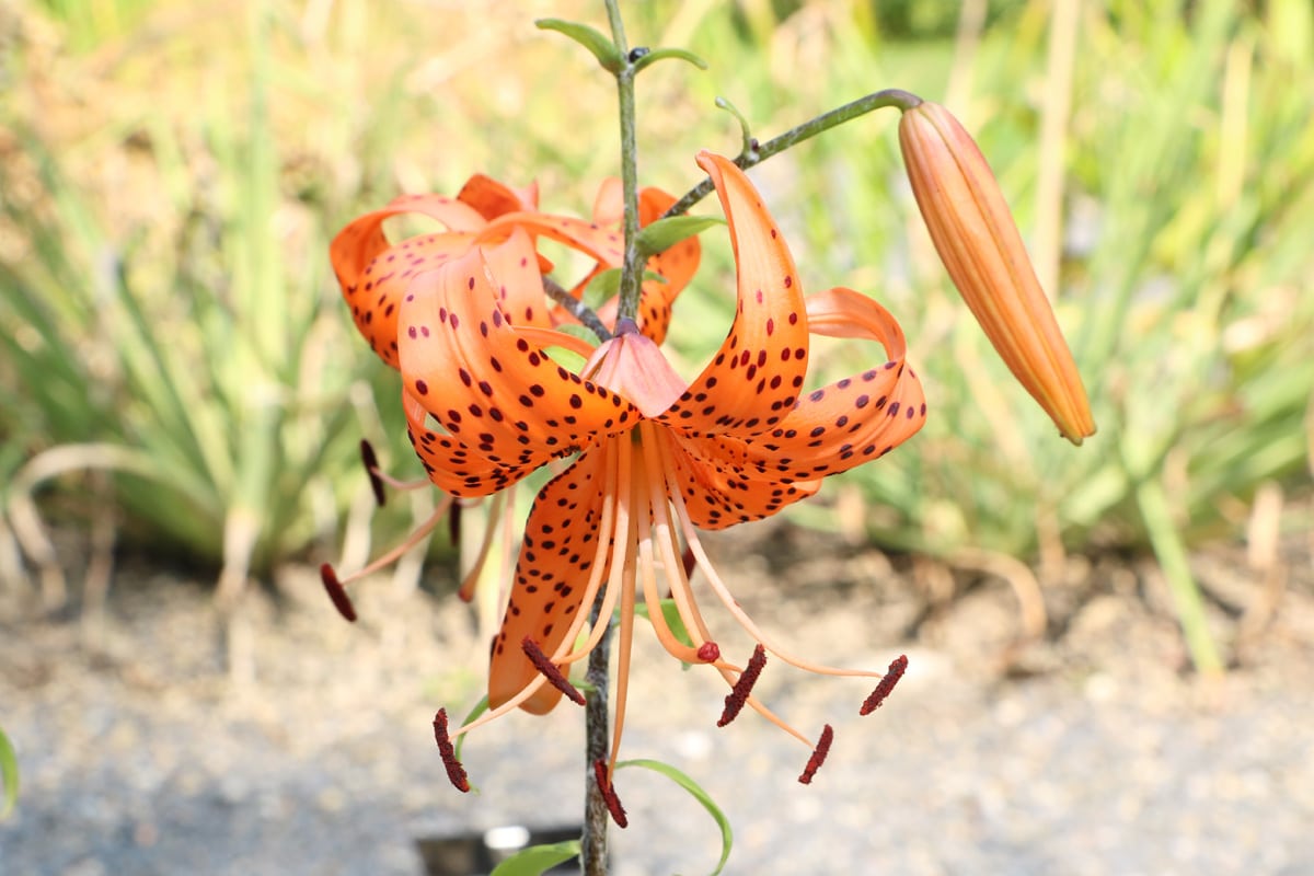 Feuer-Lilie - Lilium bulbiferum