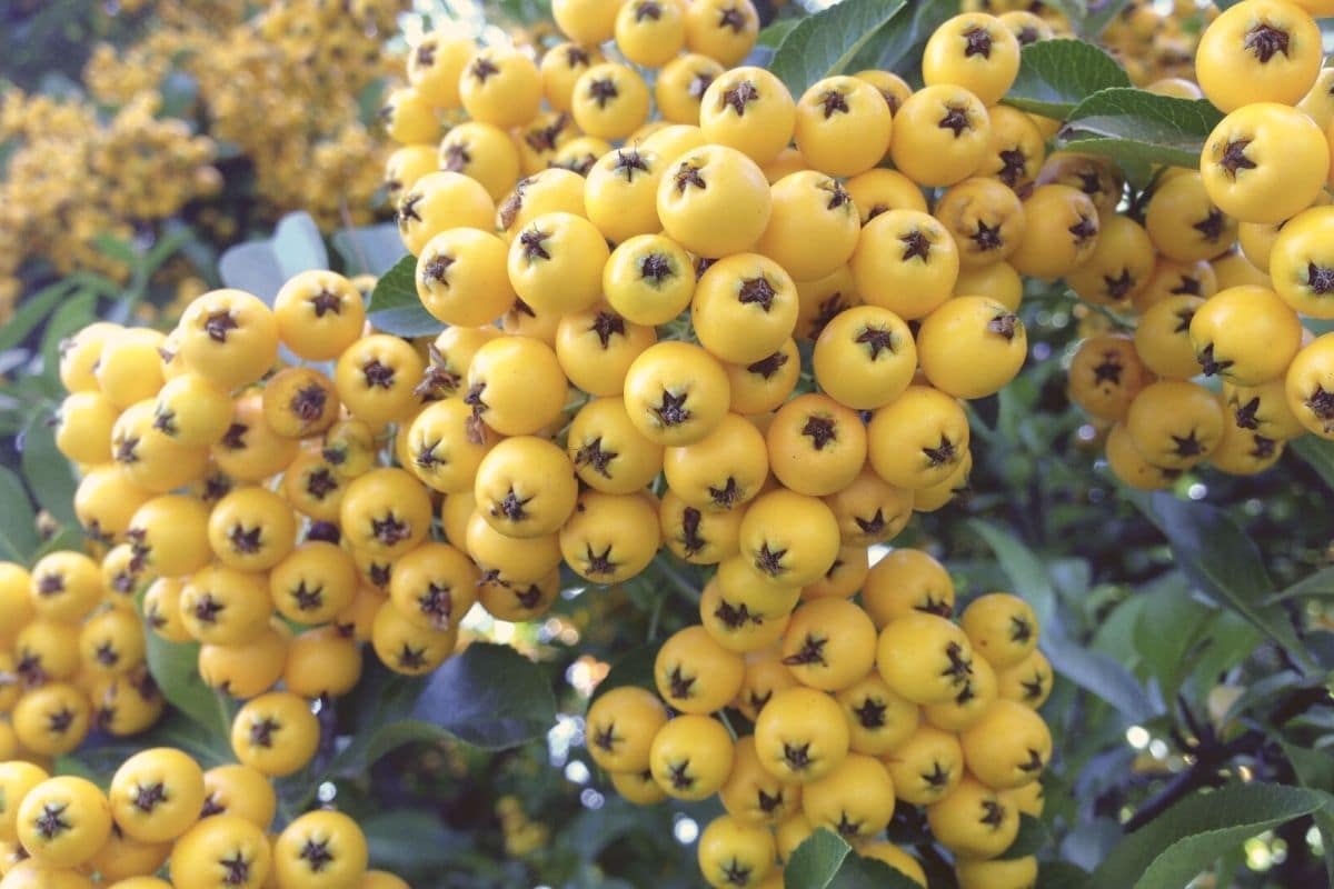 Gelbe Beeren - Feuerdorn