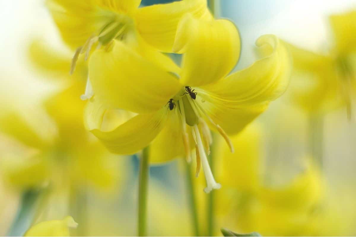 Gelbe Frühblüher - Forellenllilie 'Pagoda'