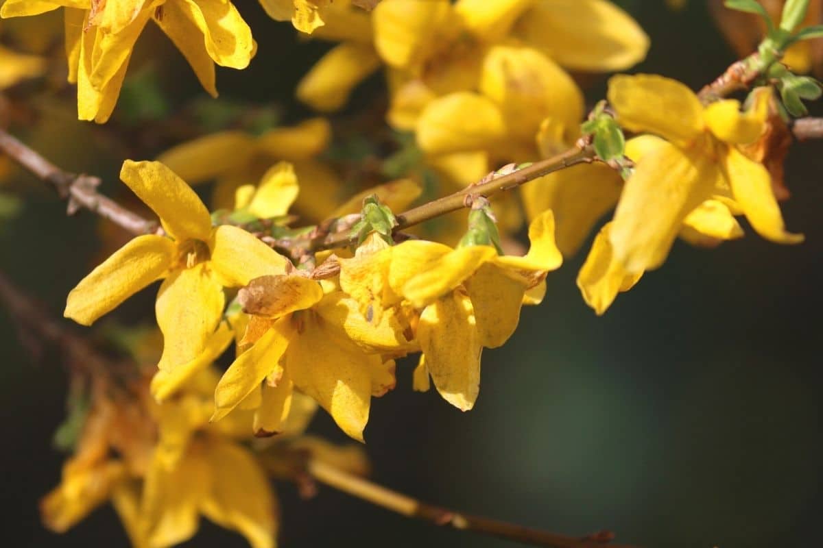 Gelbe Frühblüher - Forsythie 'Lynwood Gold'