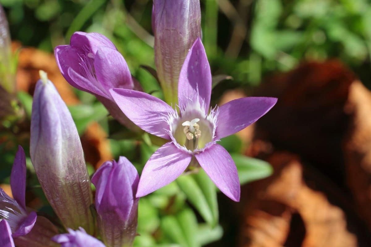 Frühjahrsenzian - Gentianella germanica