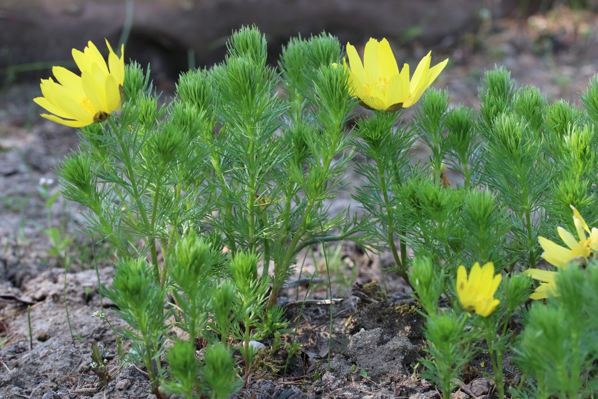 Frühling-Adonisröschen - Adonis vernalis