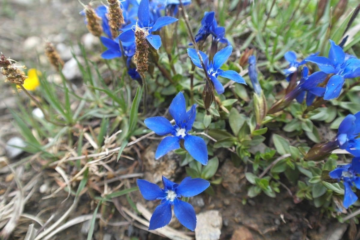 Blaue Frühblüher - Frühlings-Enzian