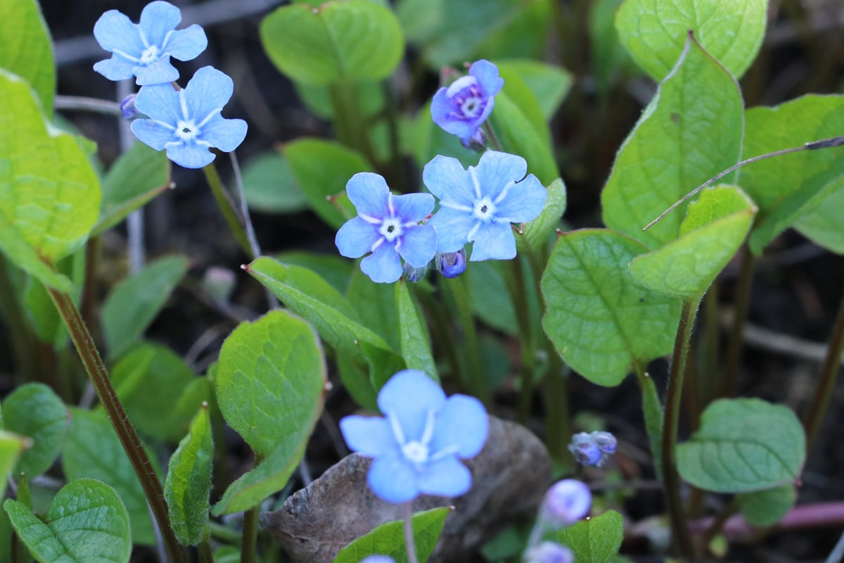 Frühlings-Gedenkemein - Omphalodes verna