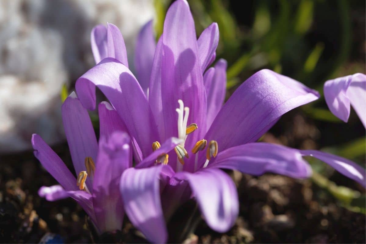 Frühlingsblume - Bulbocodium vernum