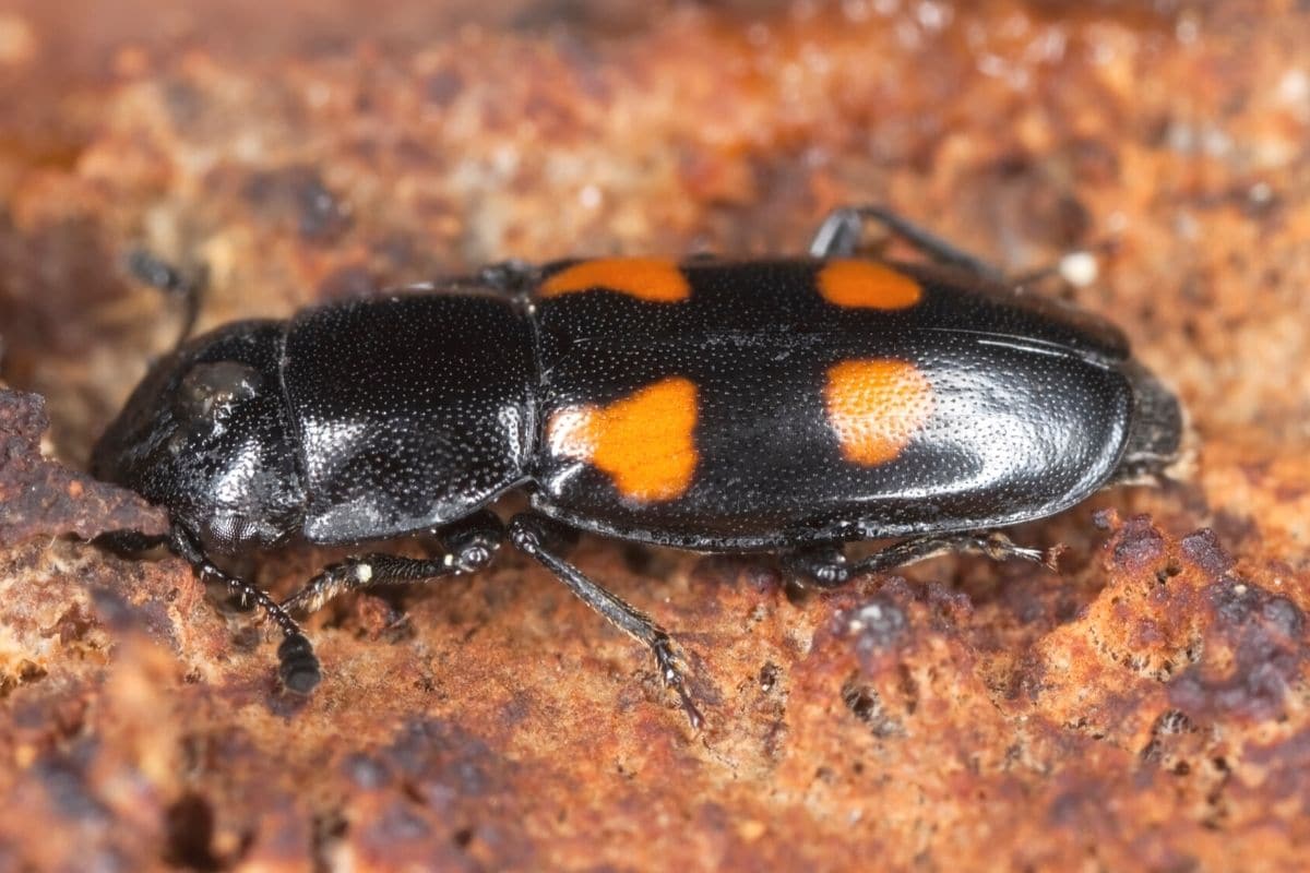 Garten-Glanzkäfer - Glischrochilus hortensis