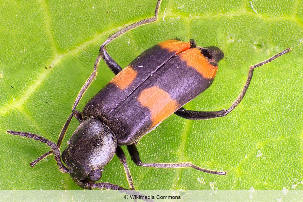 Gebänderter Warzenkäfer - Anthocomus fasciatus