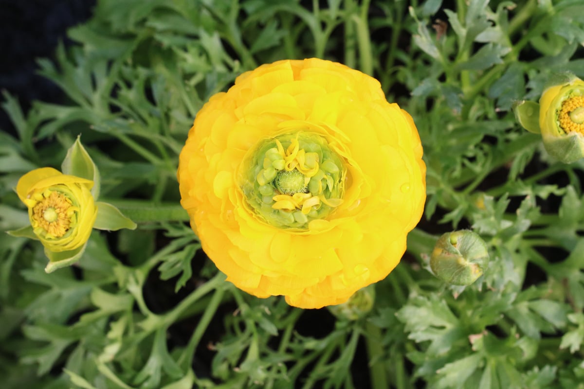 Gelbblütige Ranunkel - Ranunculus asiaticus