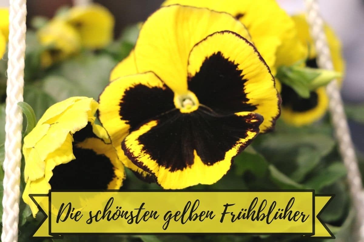 Gelbe Frühblüher - Stiefmütterchen