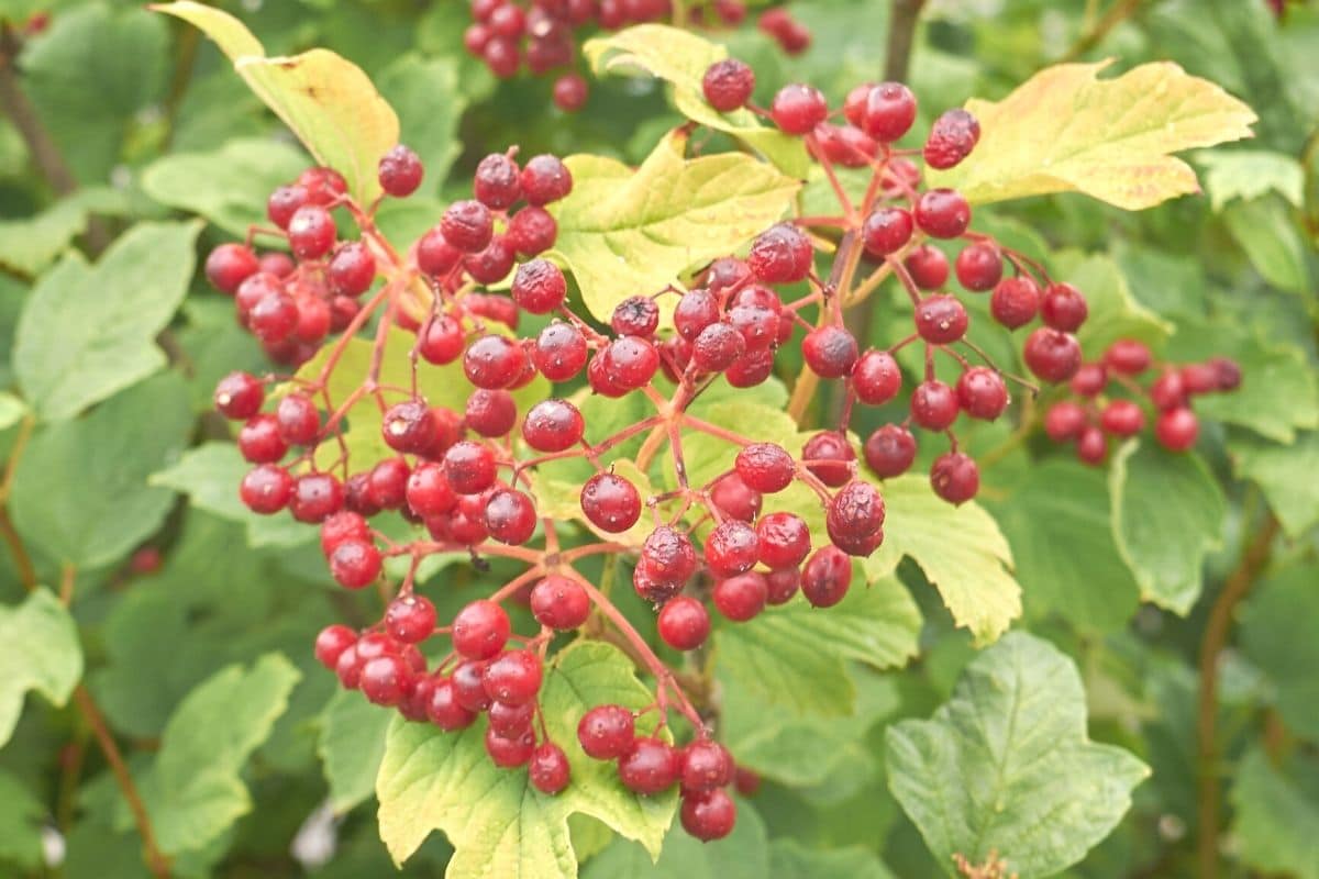 Gemeiner Schneeball - Viburnum opulus