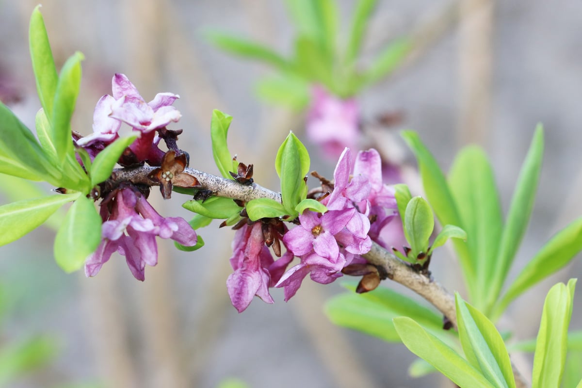 Gemeiner Seidelbast - Daphne Mezereum