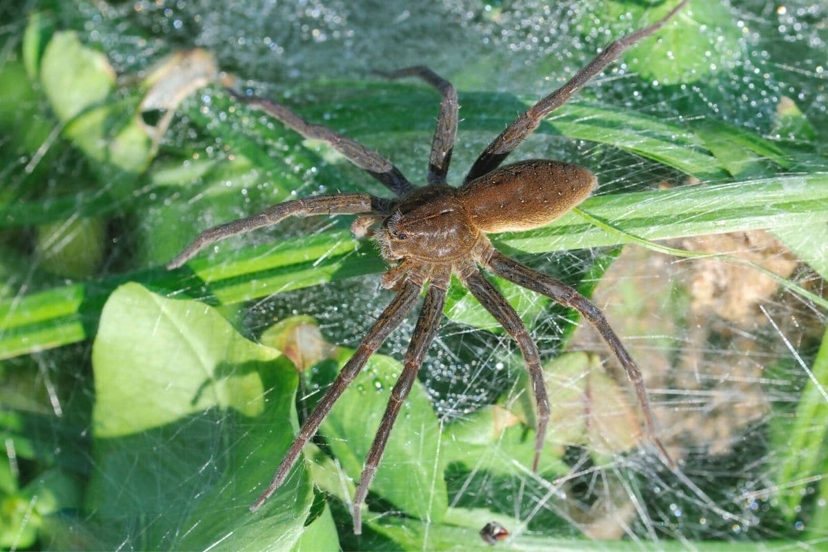 Gerandete Wasserspinne - Dolomedes plantarius