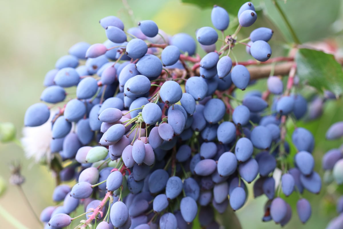 Blaue Beeren - Gewöhnliche Mahonie