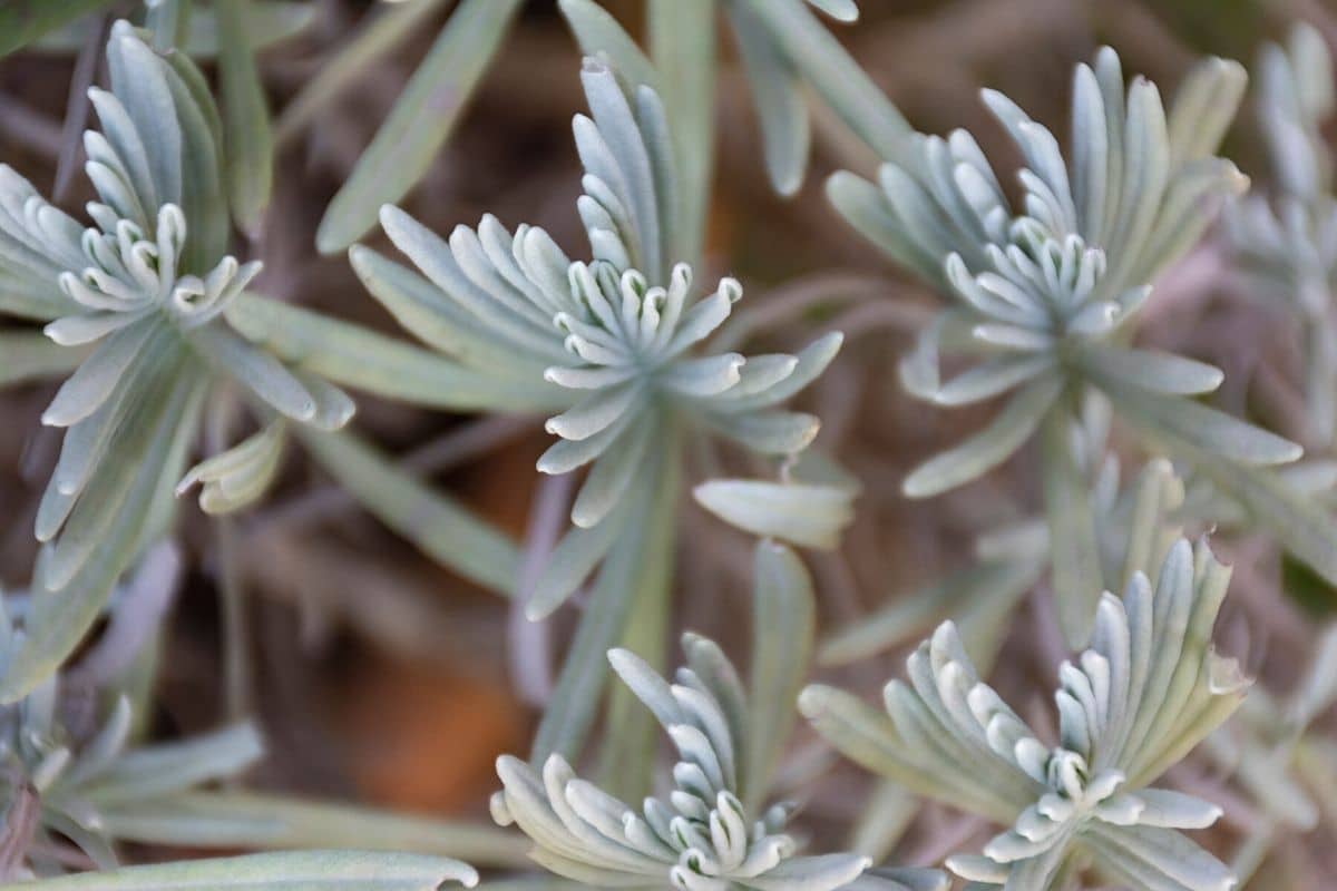 Gewürzlavendel - Lavandula latifolia