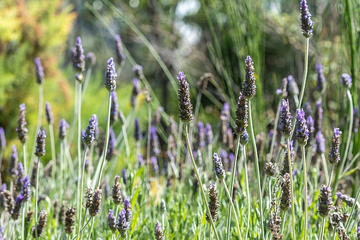 Gewürzlavendel - Lavandula latifolia