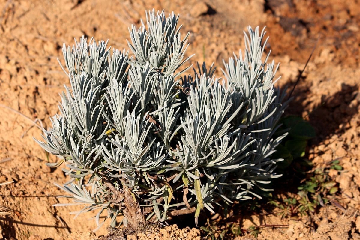 Gewürzlavendel - Lavandula latifolia