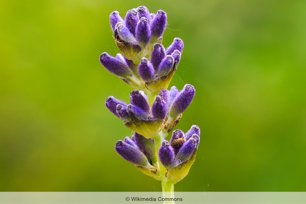 Gewürzlavendel - Lavandula latifolia