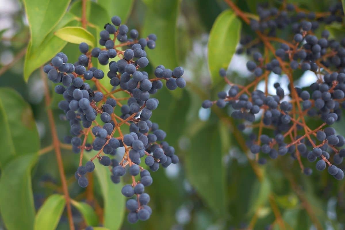 Blaue Beeren - Glänzender Liguster