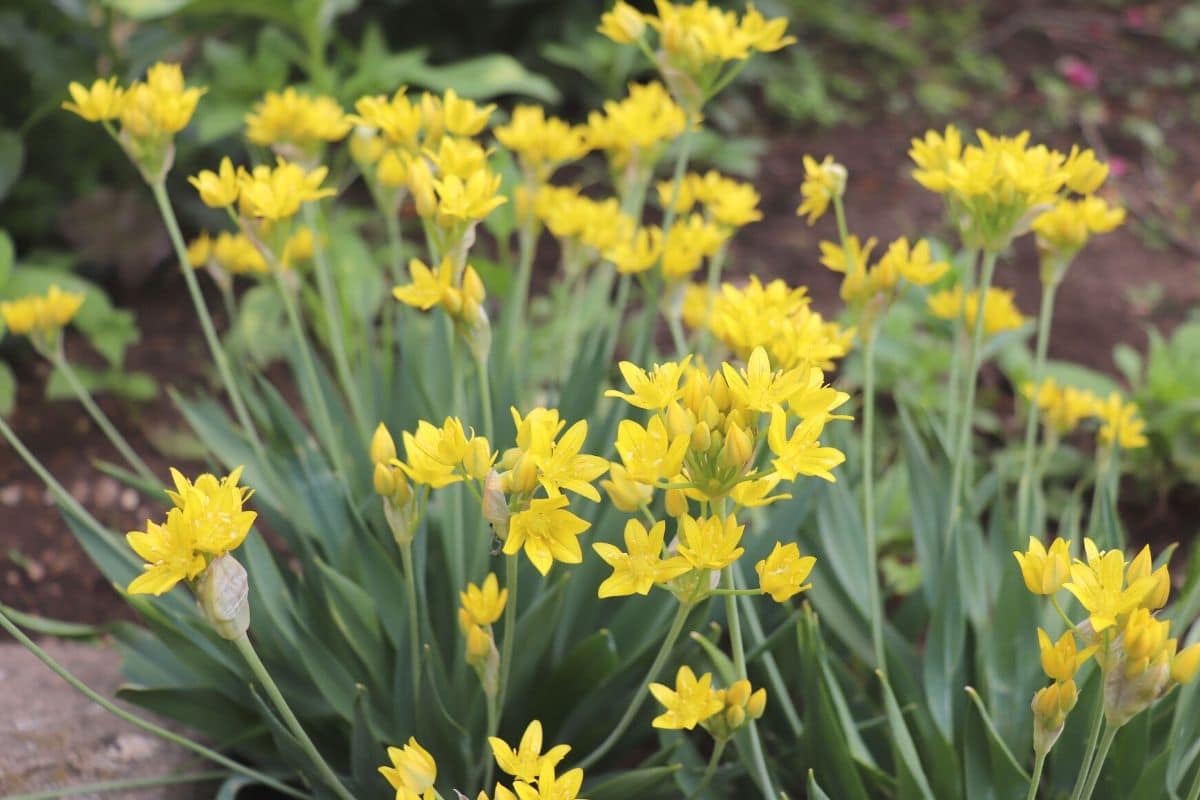 Gold-Lauch - Allium moly