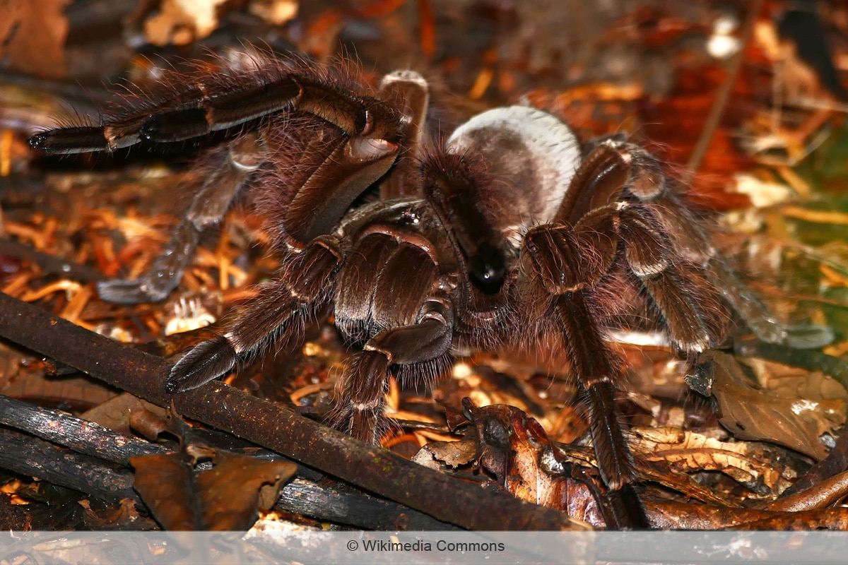 Spinnenarten -  Goliath-Vogelspinne