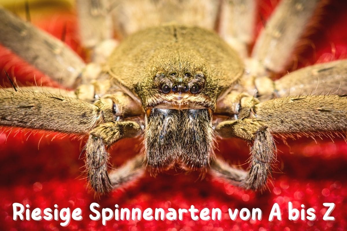 Größte Spinnenarten