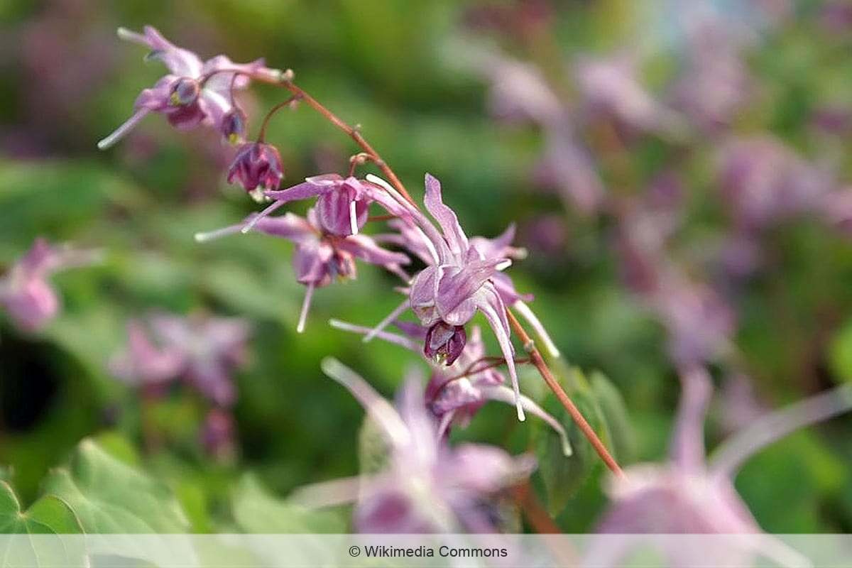 Großblumige Elfenblume 'Lilafee'