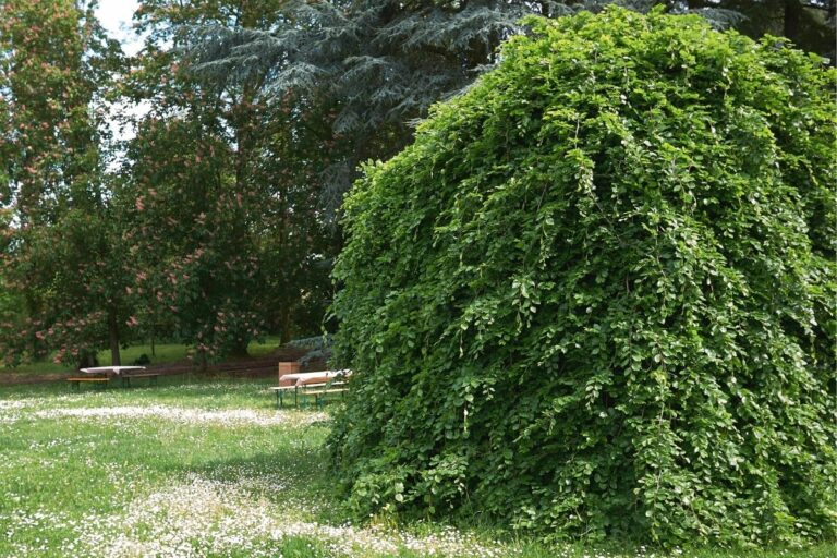 17 kleine Bäume für kleine Gärten und Gartenrat.de