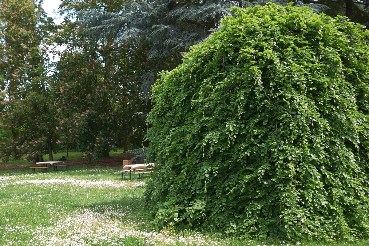 Grüne Hängebuche - Fagus sylvatica 'Pendula'