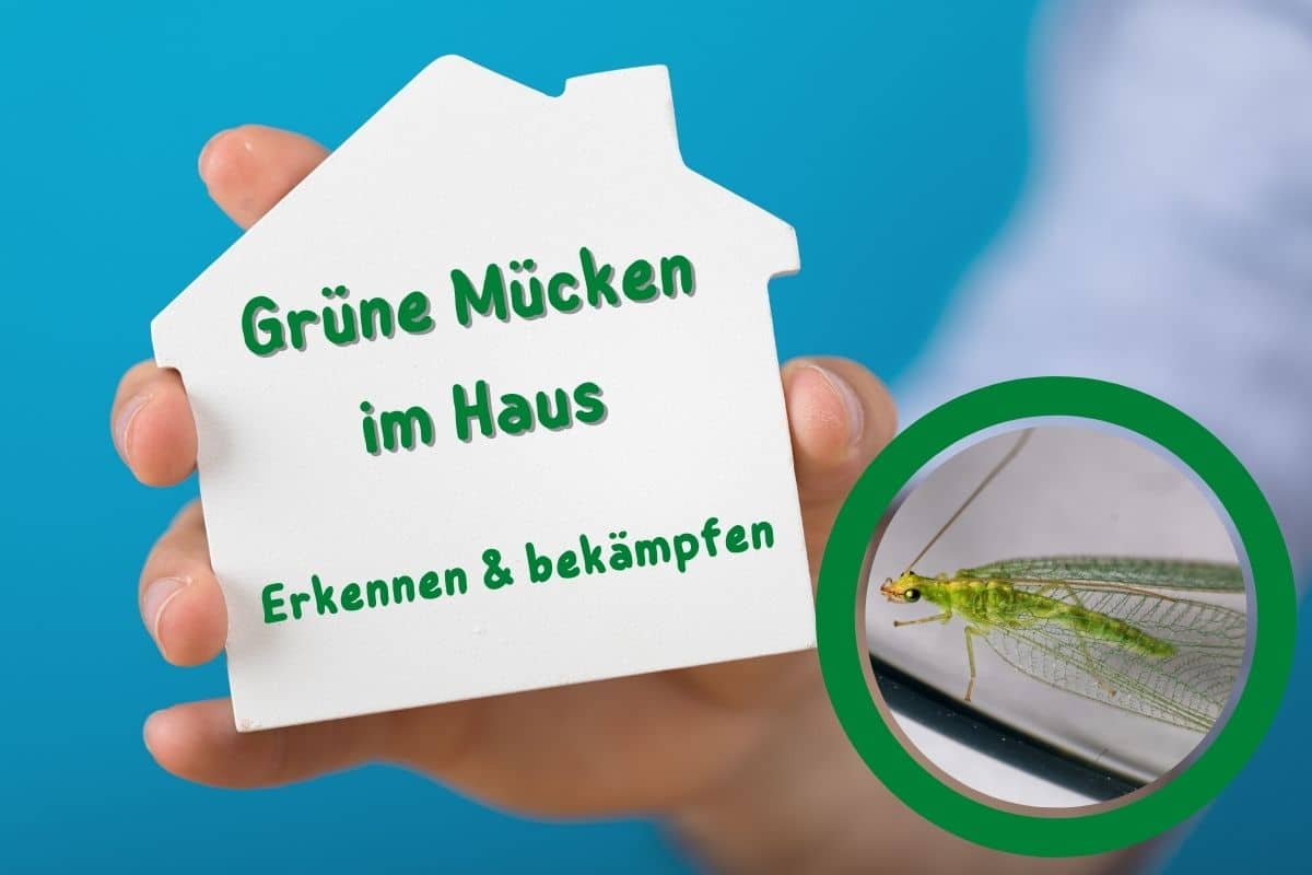 Grüne Mücken in der Wohnung - Florfliege