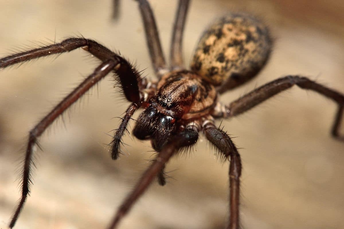 Hauswinkelspinne - Tegenaria domestica