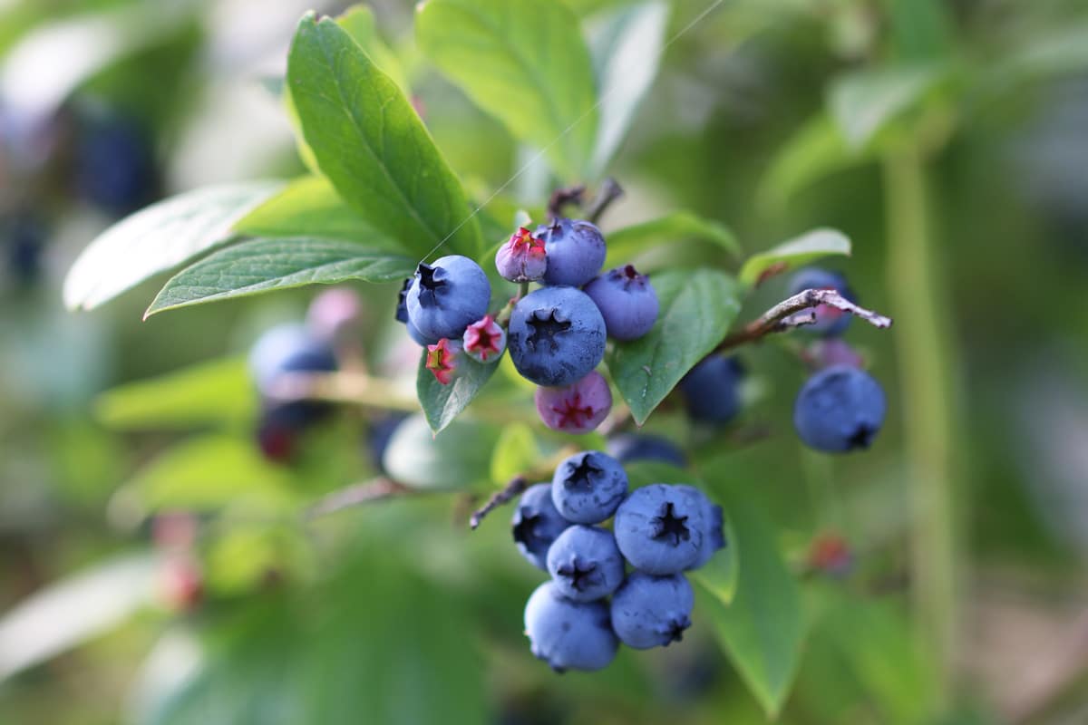 Blaue Beeren - Heidelbeeren