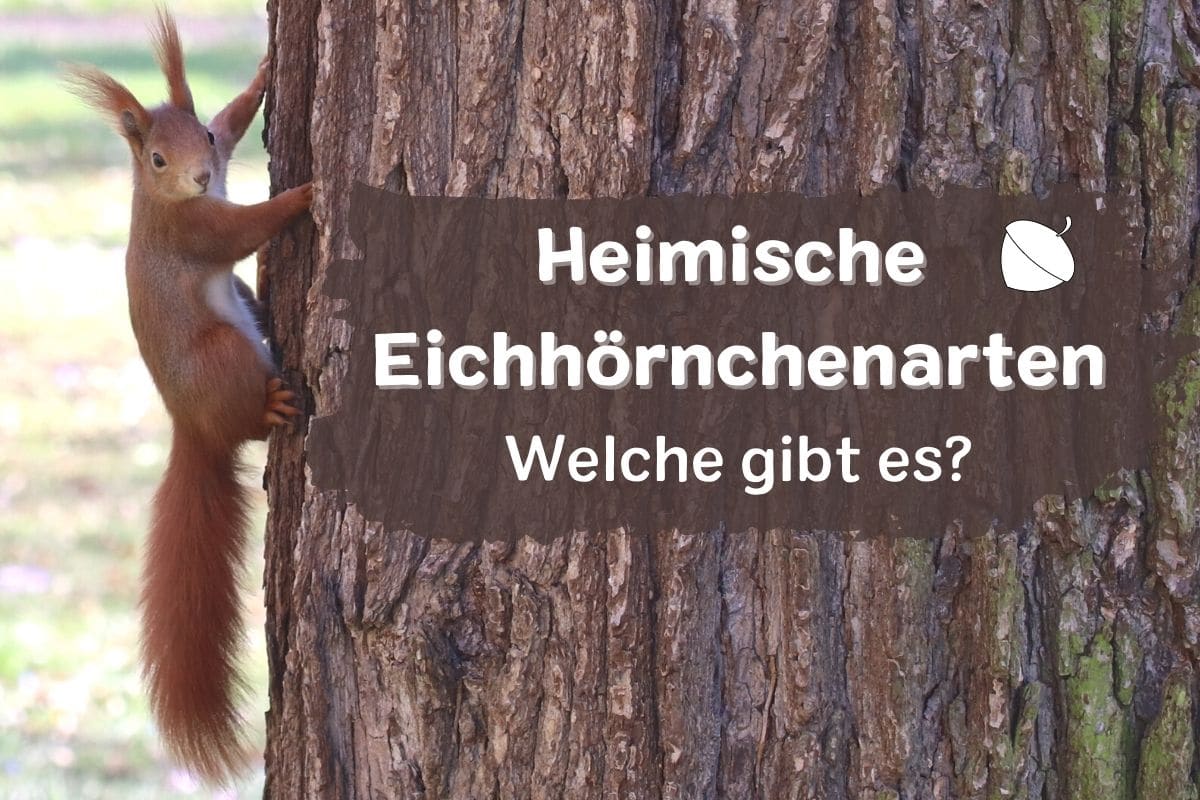 Heimische Eichhörnchenarten - Sciurus vulgaris