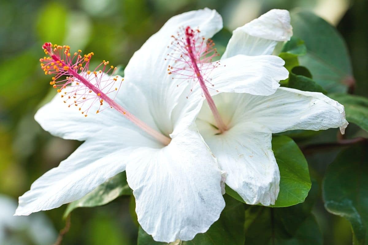 Hibiskus - Hibiscus arnottianus