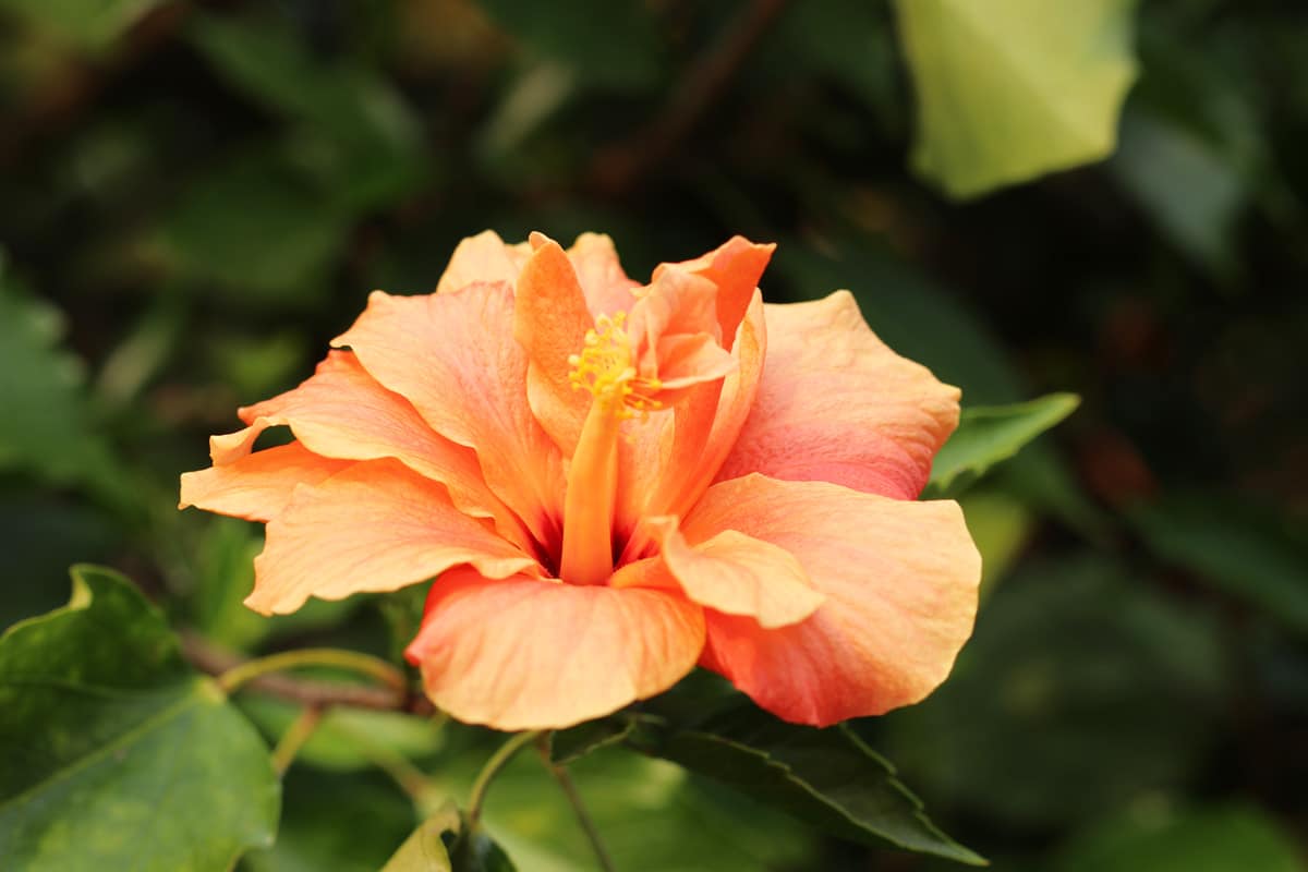 Hibiskus - Hibiscus rosa-sinensis