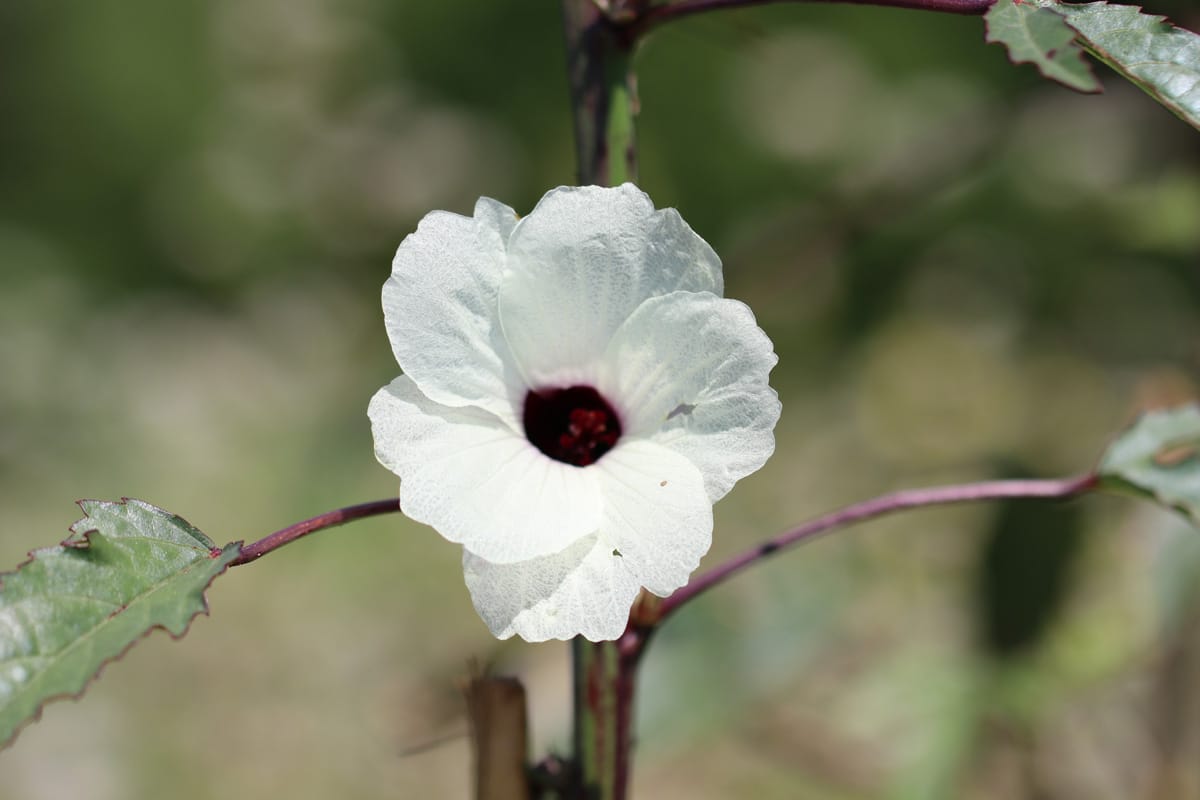 Hibiscus sabdariffa