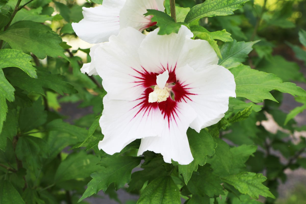 Hibiscus syriacus