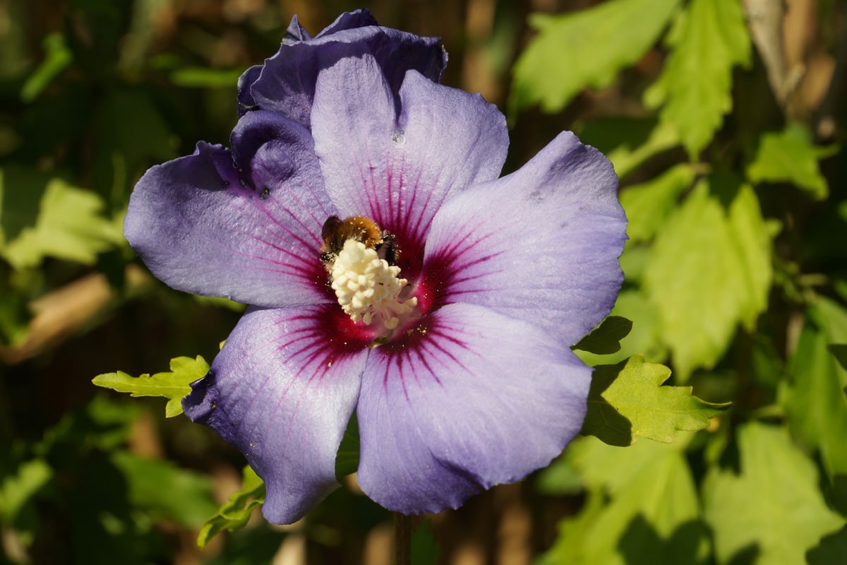 Hibiskus - Hibiscus