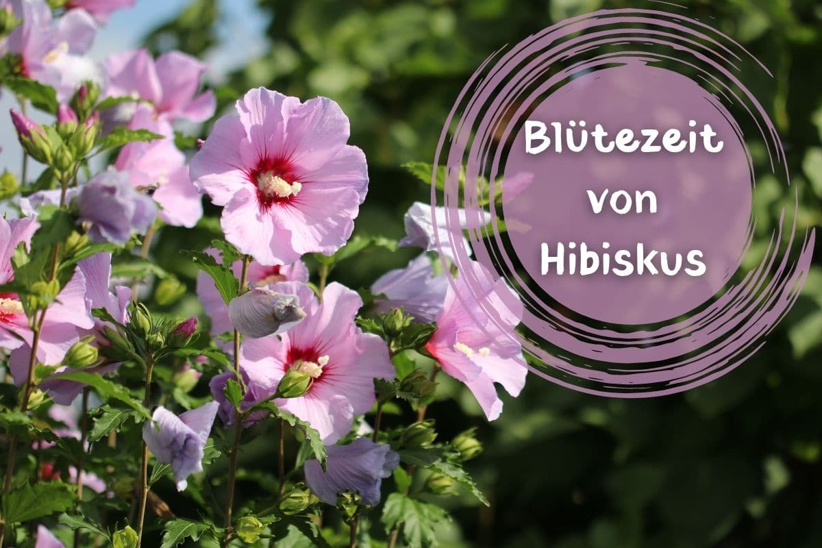 Blütezeit von Hibiskus