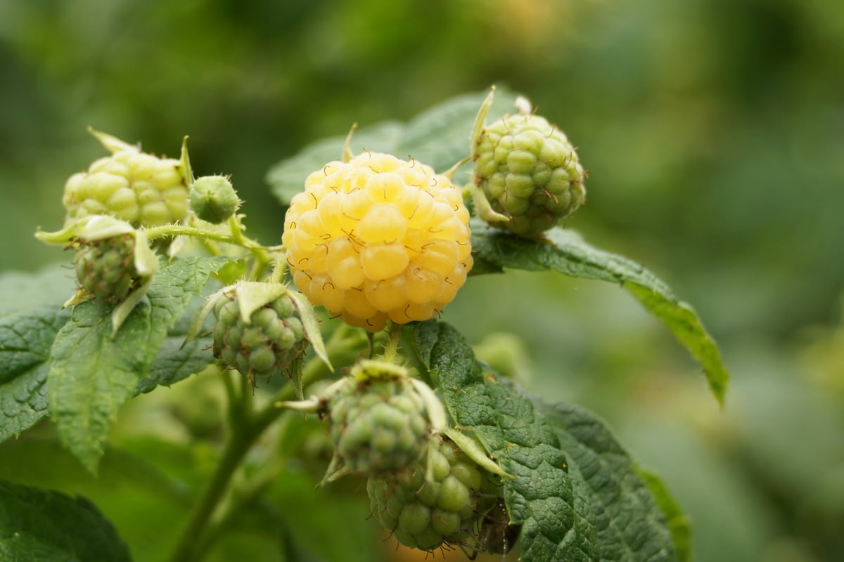 Gelbe Beeren - Himbeere