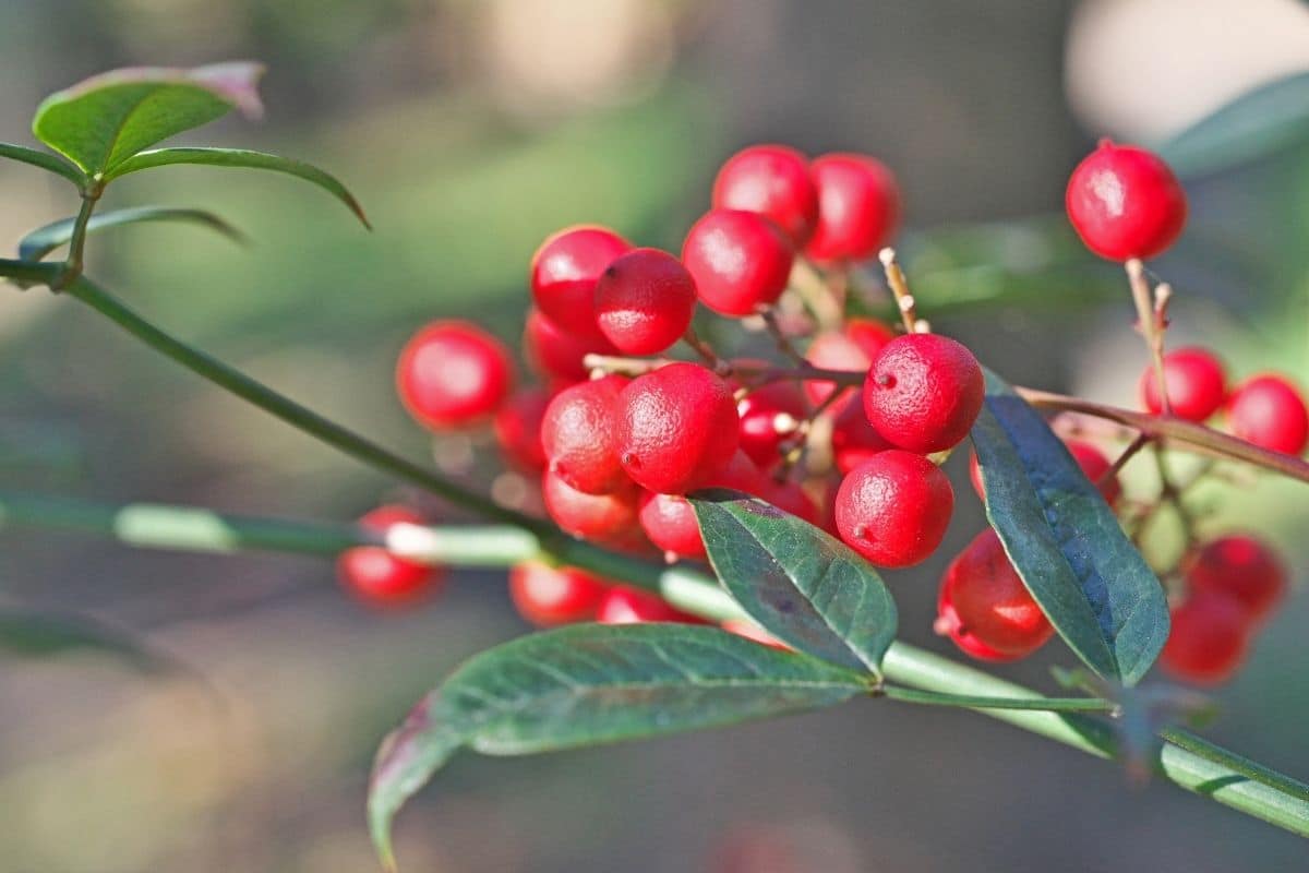 Himmelsbambus - Nandina domestica