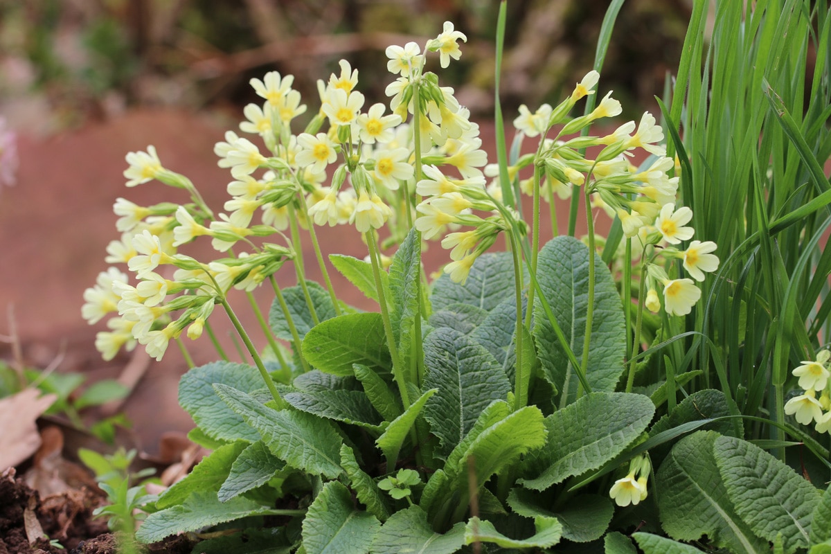 Hohe Schlüsselblume - Primula elatior