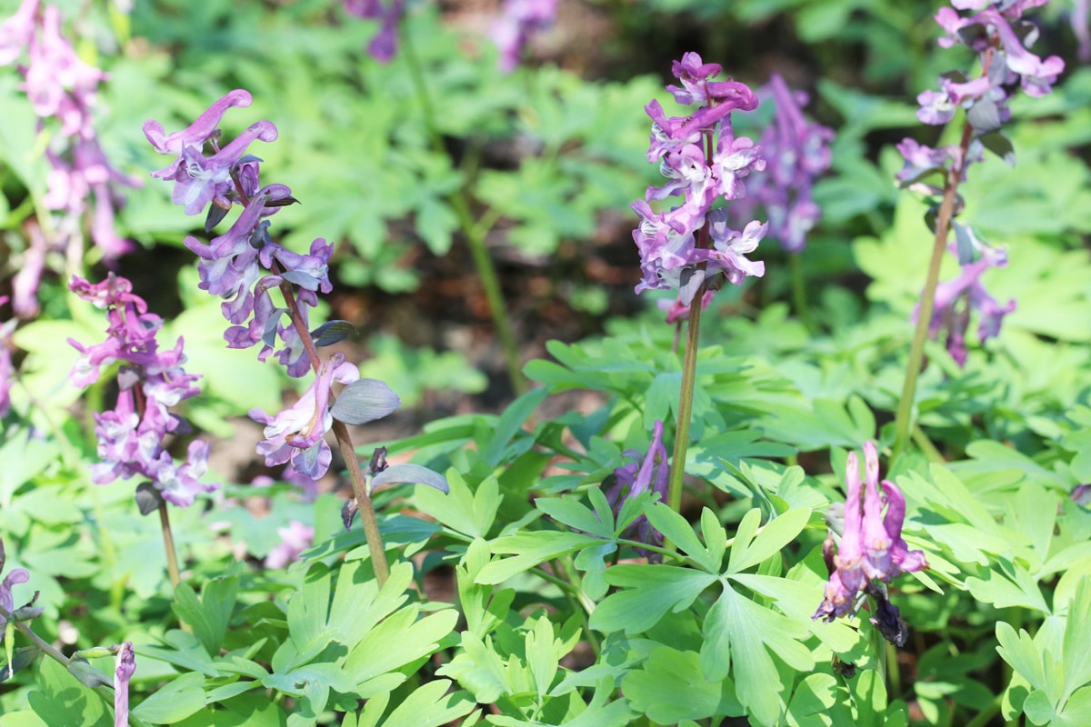 Hohler Lerchensporn - Corydalis cava