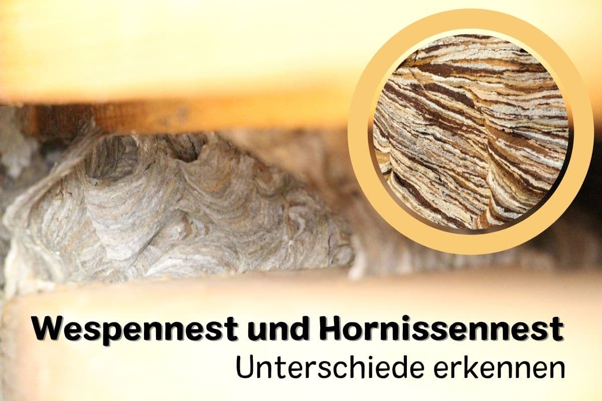 Hornissennest und Wespennest unterscheiden