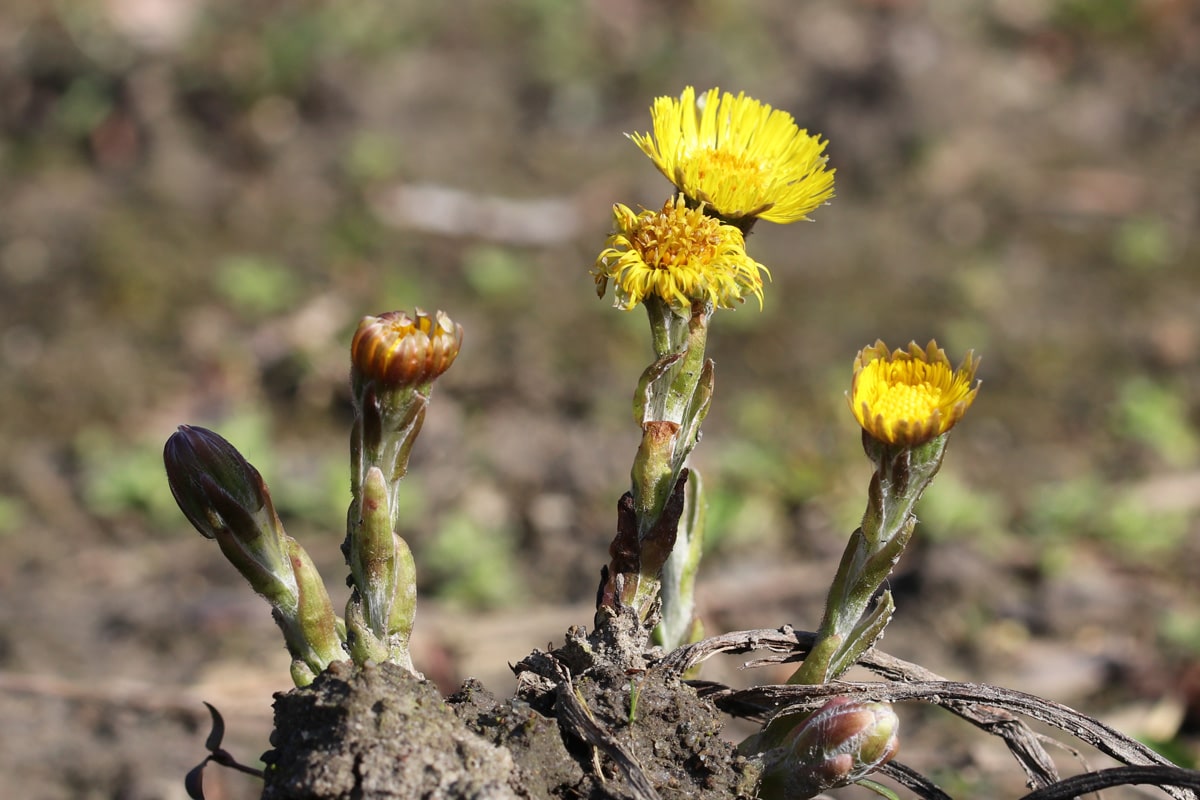 Huflattich - Tussilago farfara